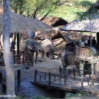 Thailand 2009 Chang Mai Elefant Camp 006.jpg